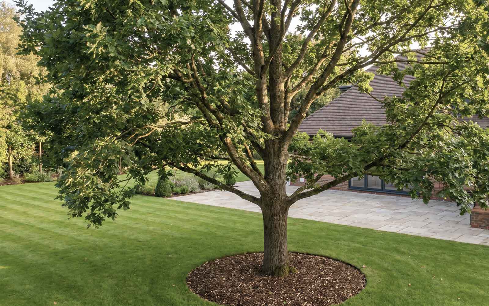 A Gaskin Tree Surgery Work