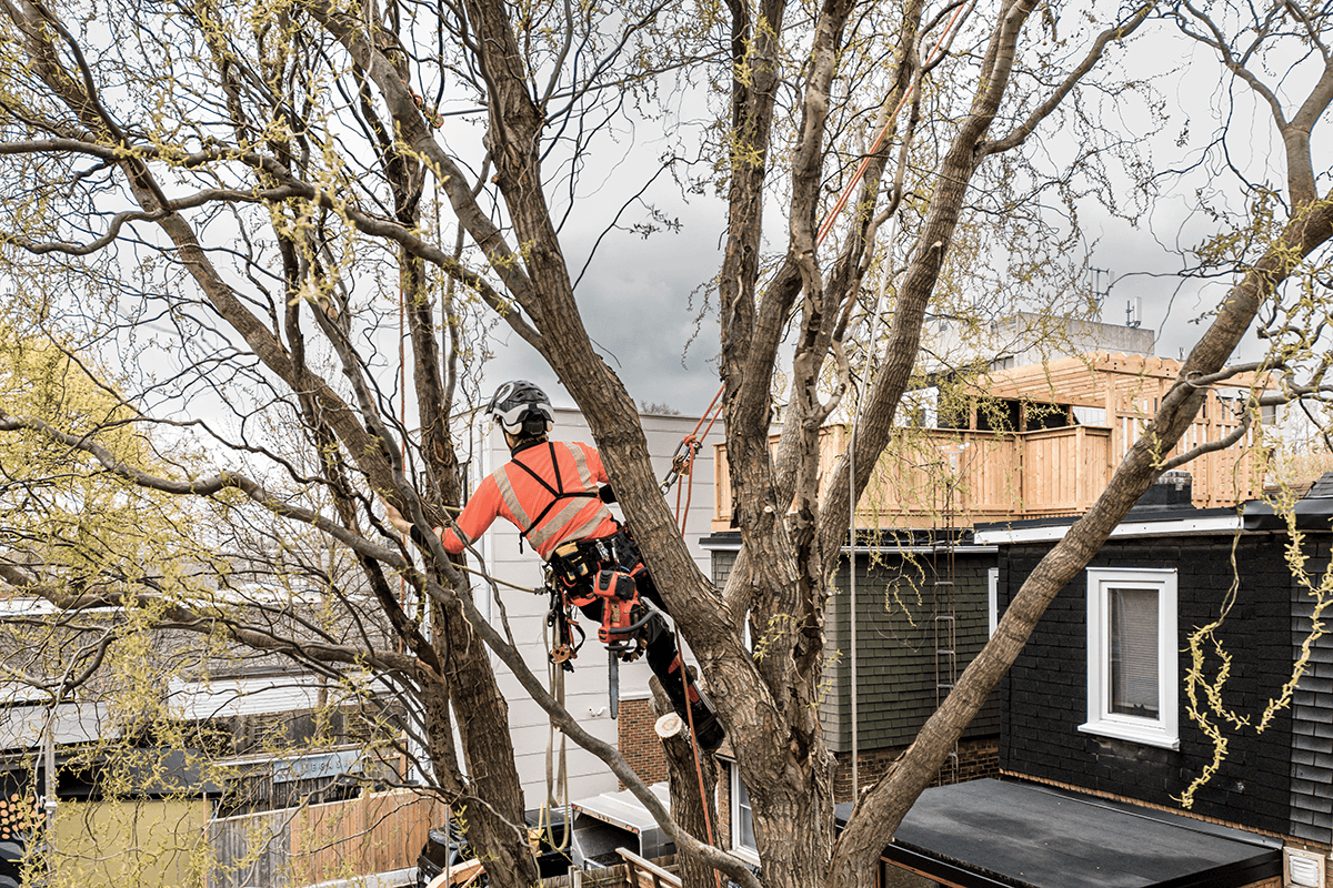 Welcome to A Gaskin Tree Surgery