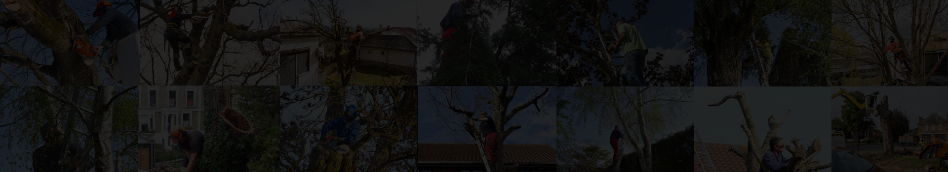 A Gaskin Tree Surgery